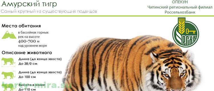 Вклад амурский тигр в россельхозбанке на сегодня | ? россельхозбанк ✔ вход на официальный сайт