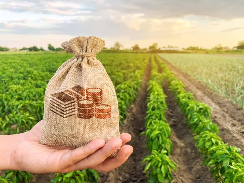 Кредит на лпх в россельхозбанке в 2021 году: условия, процентная ставка, как оформить с субсидией